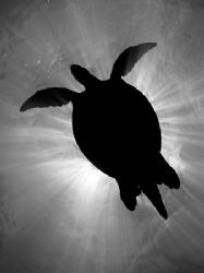 Green turtle silhouette off Sipadan, Malaysia. Olympus C-... by Giles Winstanley 